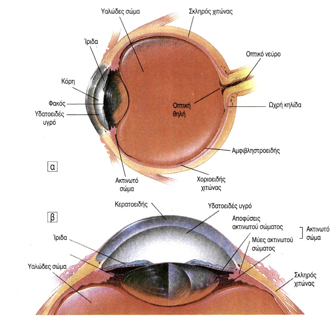 εικ 10.1 α. Οφθαλμικός