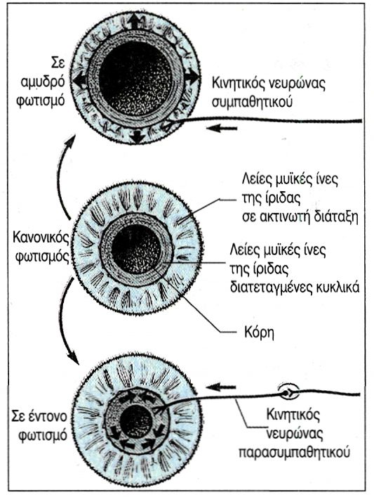 10.3 Μεταβολές στο εύρος της κόρης του οφθαλ-
