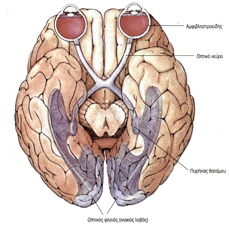 εικ. 10.5 Οπτική οδός