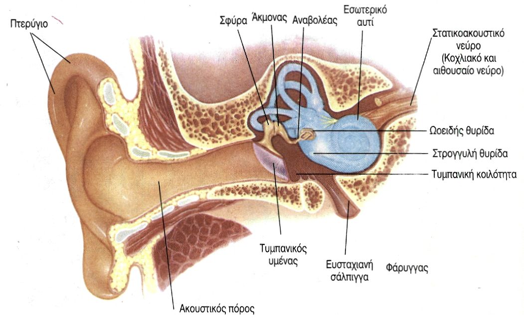εικ. 10.6 Δομή του αυτιού