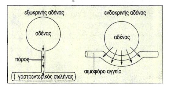 εικ. 11.1 Τα δύο είδη αδένων του σώματος μας (α) εξωκρινής αδένας (β) ενδοκρινής αδένας