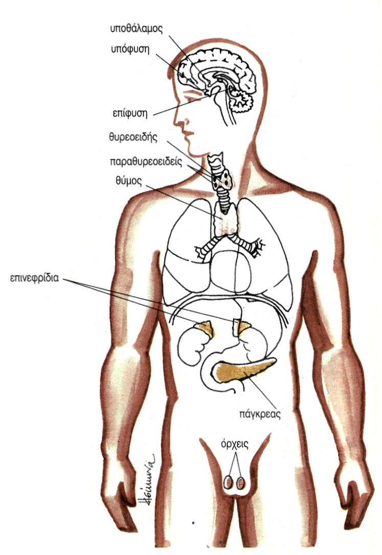 εικ. 11.2 Ενδοκρινείς και μεικτοί αδένες του σώματος