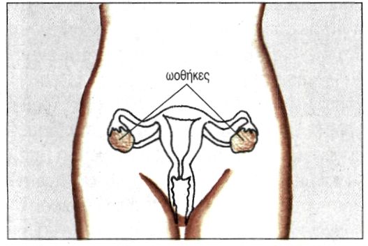 εικ. 11.2 Ενδοκρινείς και μεικτοί αδένες του σώματος