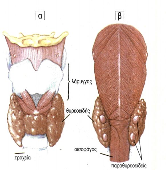 εικ. 11.5 (α) Θυρεοειδής αδένας (β) παραθυρεοειδείς αδένες