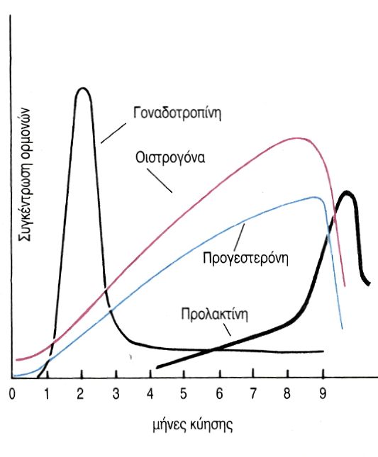 εικ. 12.9 Η μεταβολή της συγκέντρωσης των ορμονών κατά τη διάρκεια της εγκυμοσύνης