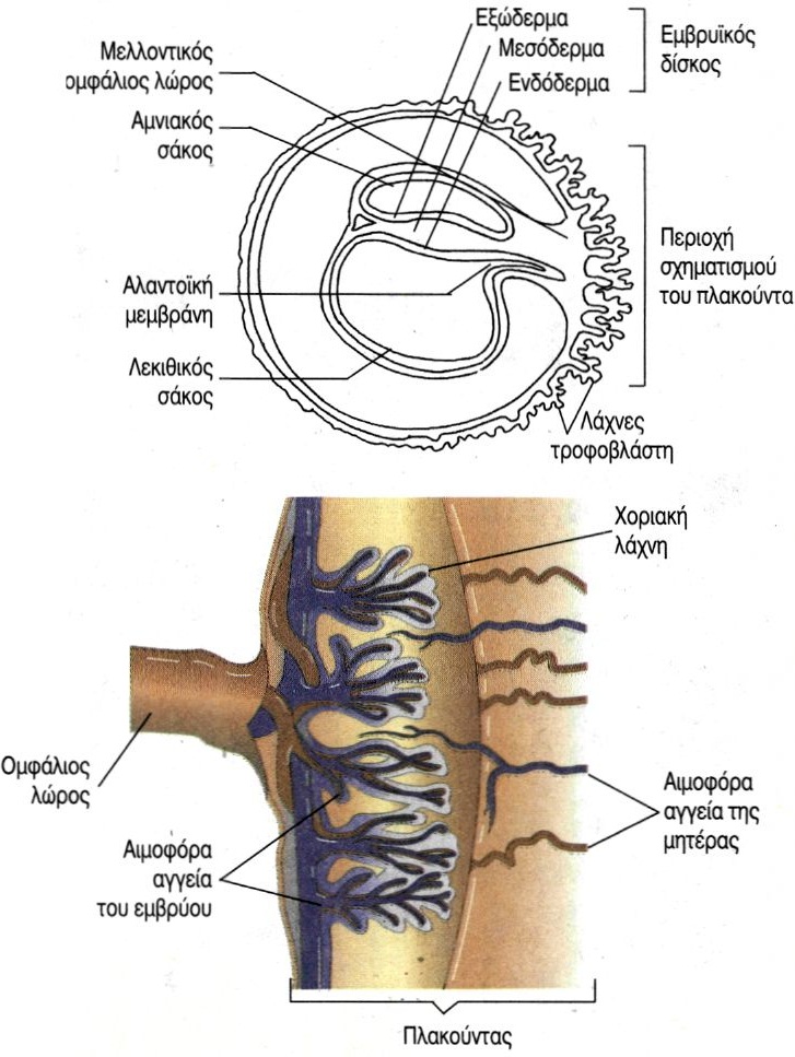 εικ. 12.11 Ο πλακούντας