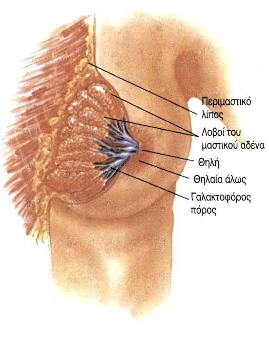 εικ. 12.14  Ο μαστός