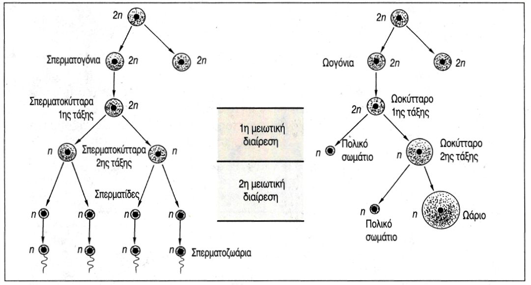 εικ. 12.6 Τα στάδια της σπερματογένεσης