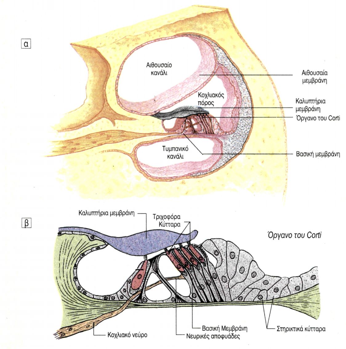 10.7 α. Κοχλίας του αυτιού σε διατομή