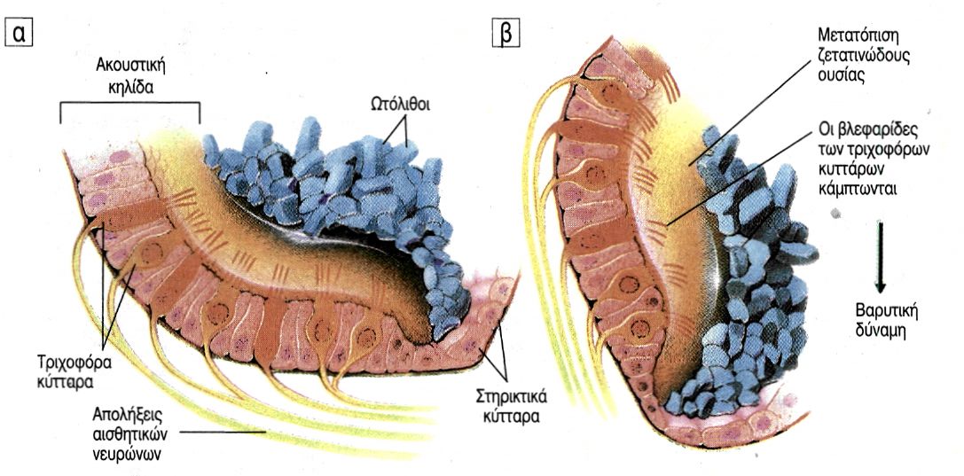 εικ. 10.9 α. Ακουστική κηλίδα β. Μετατόπιση των ωτολίθων κατά την κάμψη του κεφαλιού