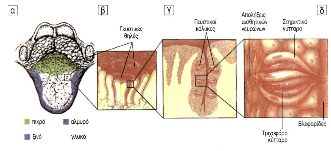 εικ. 10.11 Γευστικές θηλές, γευστικοί κάλυκες