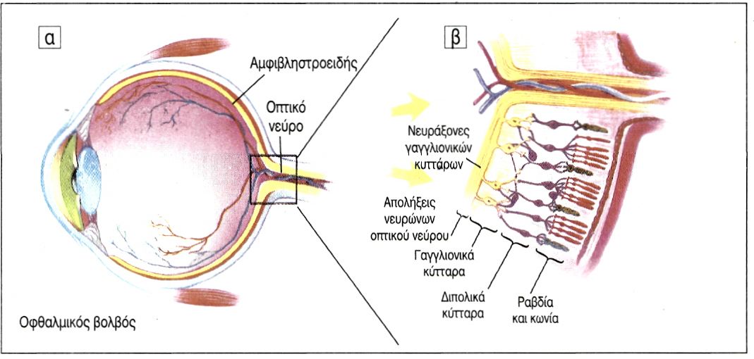 εικ. 10.2 Ανατομία αμφιβληστροειδούς χιτώνα