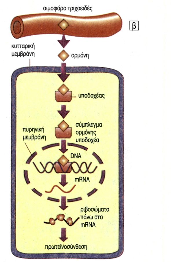 ΕΙΚ. 11.3 Τρόποι δράσης των ορμονών α. πεπτιδικές β. στεροειδείς