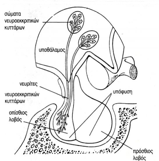 εικ.11.4 Υποθάλαμος και υπόφυση