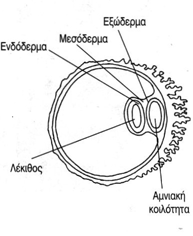 εικ. 12.10 Ο σχηματισμός