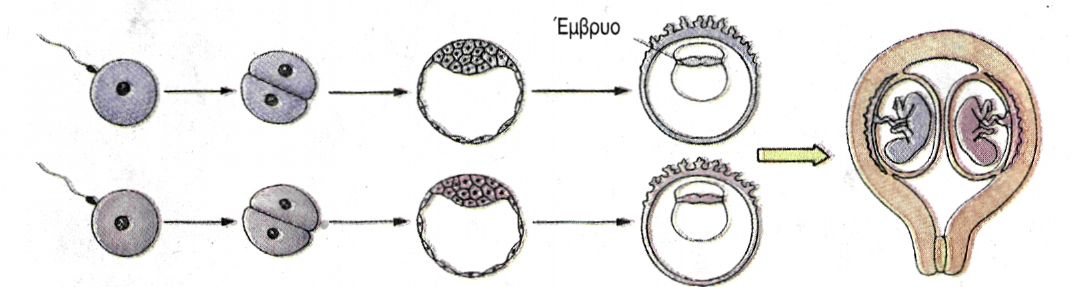 εικ. 12.13 Σχηματισμός διδύμων