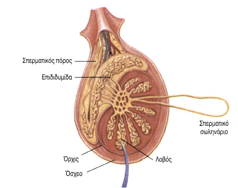 εικ. 12.2 Εγκάρσια τομή όρχεως