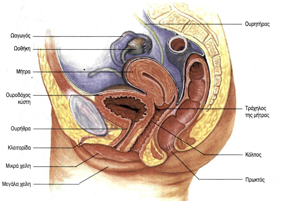 εικ. 12.3 Το αναπαραγωγικό σύστημα της γυναίκας