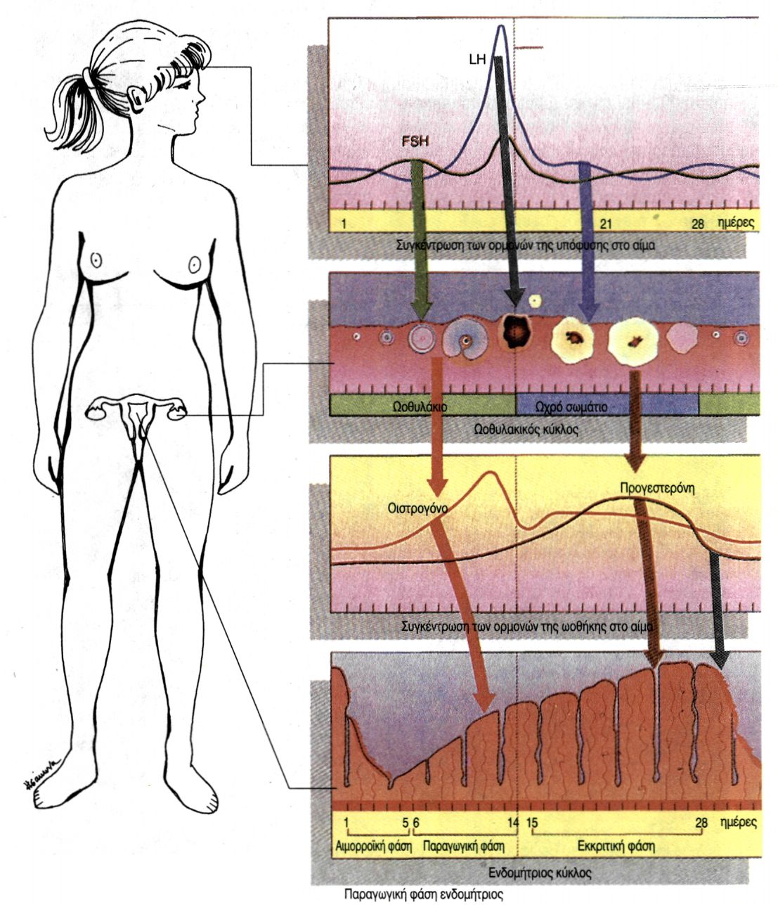 εικ. 12.4 Ο εμμηνορρυσιακός κύκλος