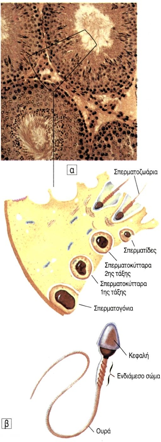 εικ. 12.5 α) Μικροσκοπική τομή όρχεως β) σπερματοζωάριο