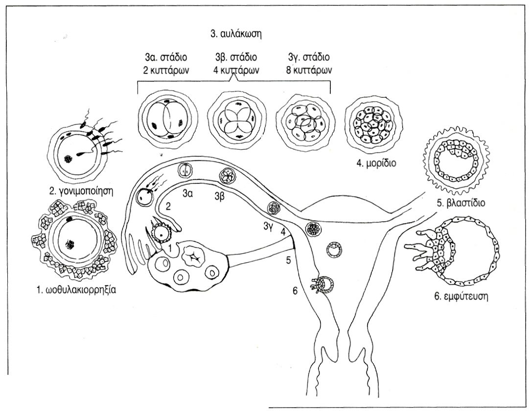 εικ. 12.8 Τα αρχικά στάδια της εμβρυογένεσης