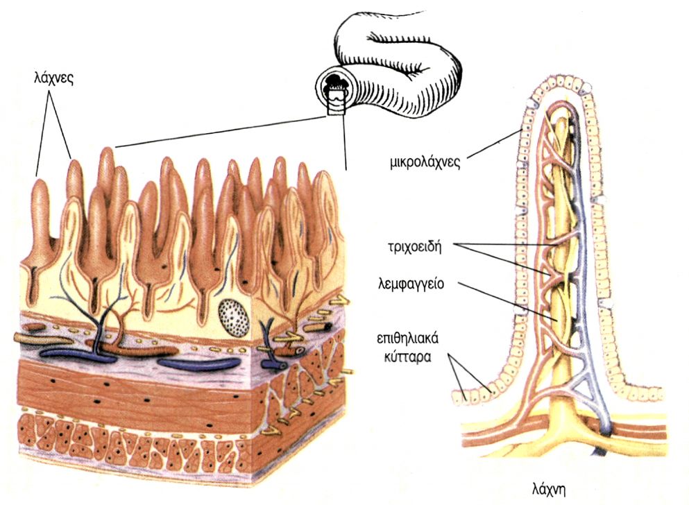 εικ. 2.8 Δομή του λεπτού εντέρου