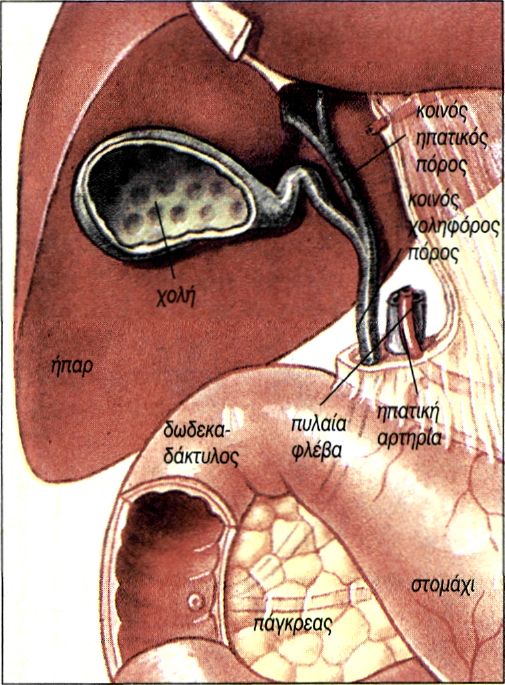 εικ. 2.9 Ήπαρ