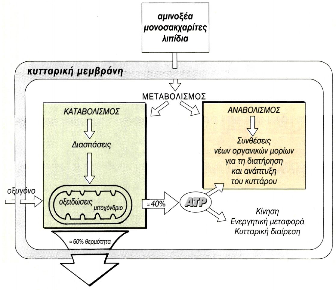 εικ. 2.10 Μεταβολισμός