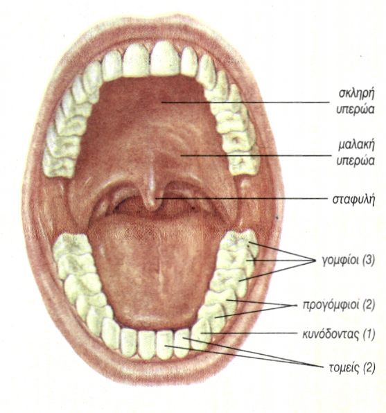  εικ. 2.4 Στοματική κοιλότητα