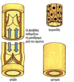β) Τα τρία είδη των αιμοφόρων αγγείων