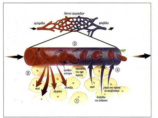εικ.3.9 Δίκτυο τριχοειδών 
