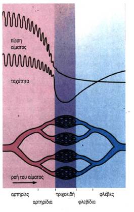 εικ. 3.11 Μεταβολές της πίεσης και της ταχύτητας ροής του αίματος στα αιμοφόρα αγγεία