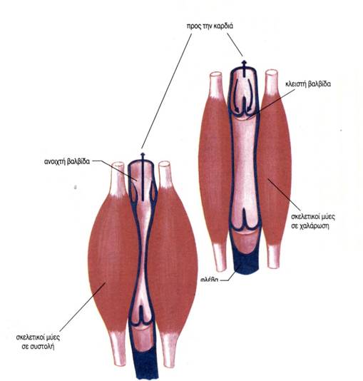 εικ. 3.12 Ροή του αίματος με τη συστολή των σκελετικών μυών