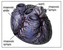 εικ. 3.14 Εξωτερική μορφολογία της καρδιάς. Στεφανιαίες αρτηρίες και φλέβες