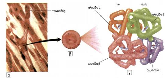 εικ. 3.17 Φυσιολογία των ερυθροκυττάρων α) αιμοφόρα τριχοειδή β) ερυθροκύτταρο γ) μόριο αιμοσφαιρίνης