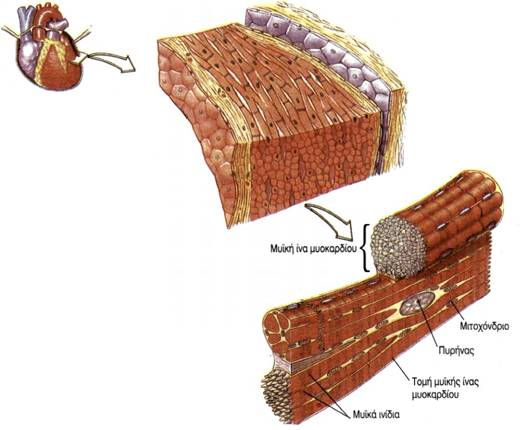 εικ. 3.2 Λεπτομέρεια σε τομή του τοιχώματος