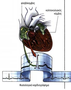 εικ. 3.6 Έλεγχος του καρδιακού ρυθμού