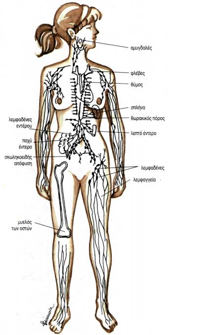 εικ. 4.1 Λεμφικό σύστημα του ανθρώπου