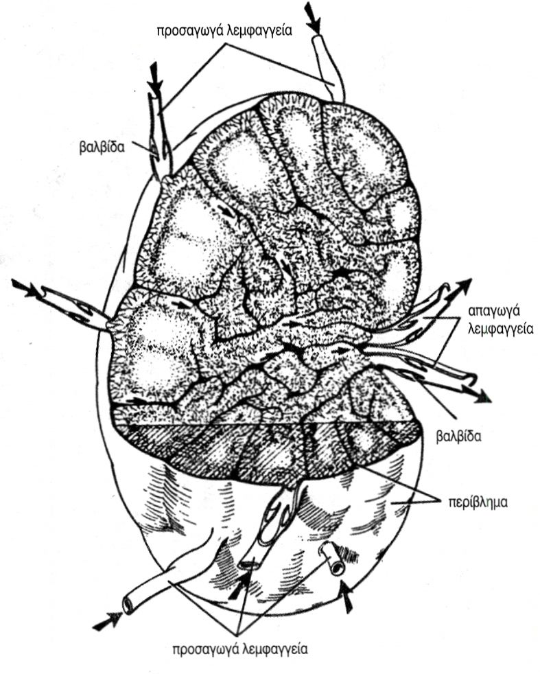 εικ. 4.4 Τομή λεμφαδένα 