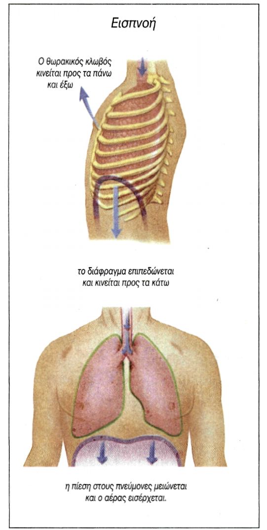 εικ. 5.3 Ο μηχανισμός της εισπνοής