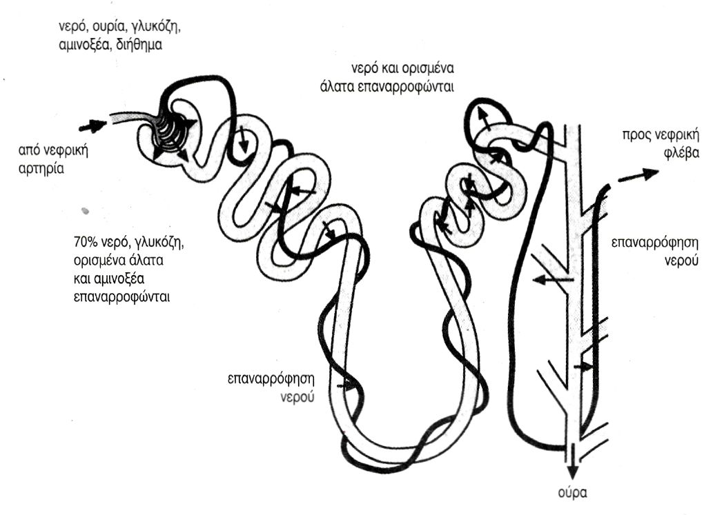 εικ. 6.9 Διήθηση και εκλεκτική επαναρρόφηση κατά μήκος του νεφρώνα