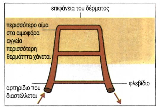 εικ. 6.14 Συμβολή των αιμοφόρων αγγείων του