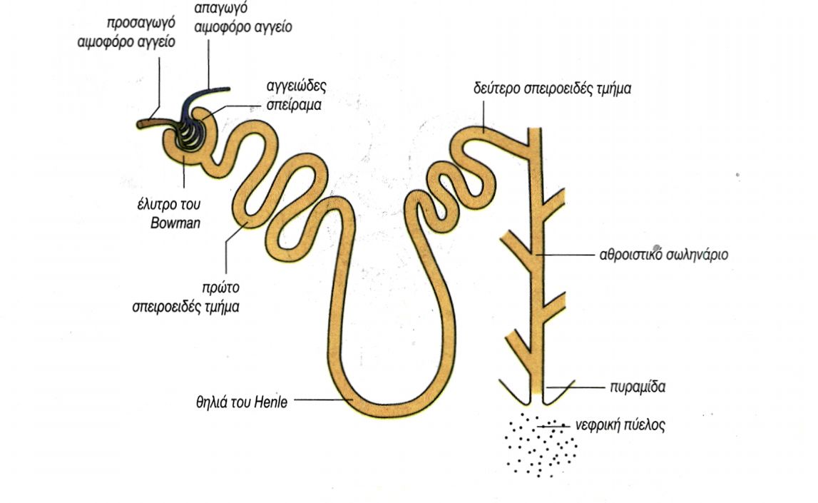 εικ. 6.4 Νεφρικό σωληνάριο ή νεφρώνας