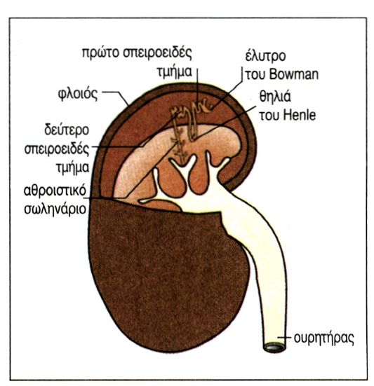 εικ. 6.5 Η θέση των νεφρώνων στους νεφρούς