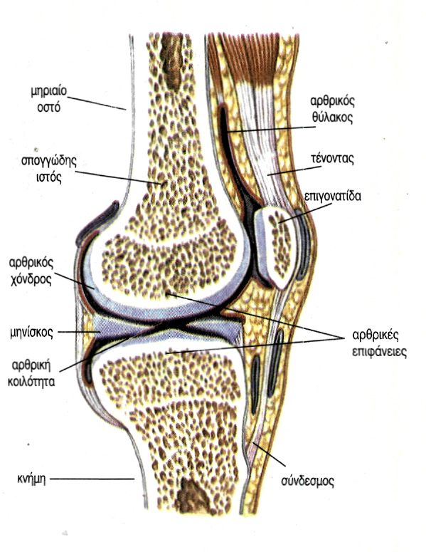εικ. 7.10 Διάρθρωση