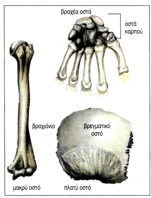εικ. 7.4 Μορφολογία των οστών