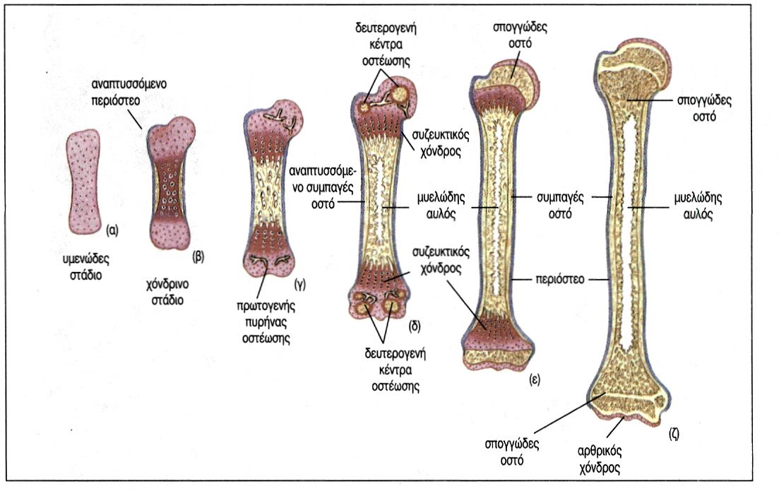 εικ. 7.6 Στάδια χονδρογενούς οστέωσης
