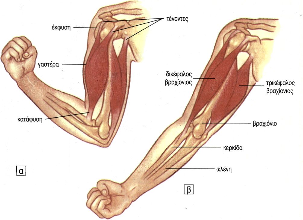 εικ. 8.3 α) κάμψη του πήχη