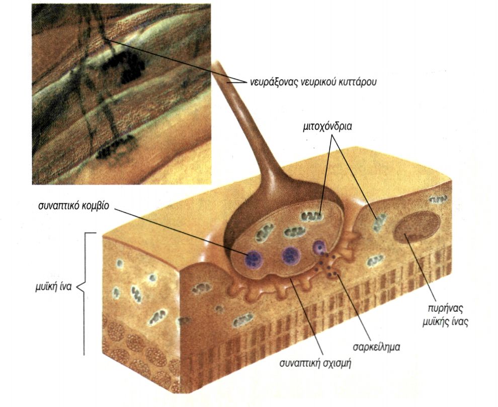 εικ. 8.6 Νευρομυϊκή σύναψη