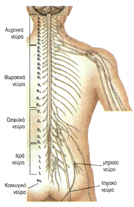 εικ. 9.7 Νωτιαία νεύρα